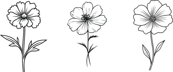 A set of nigella flower line art vector illustrations isolated on a transparent background. Modern minimalist design for logo, tattoo, wall art, poster, packaging, stickers. Black ink sketch.