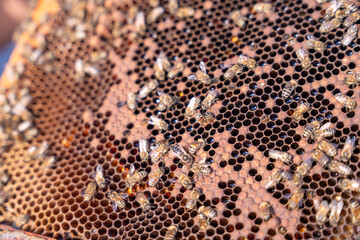A close up of a honeycomb with many bees on it