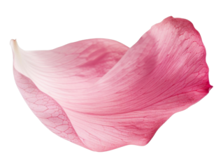 Pink Petal cut out transparent isolated on white background PNG file