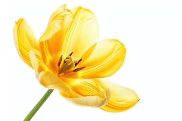 Obraz premium A close-up view of a bright yellow flower against a clean white background, suitable for illustrations and designs