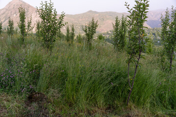 Fototapeta premium A field of grass with a few trees in the background