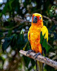 Sun conure, also known as the sun parakeet, sitting on a branch of tree in Jungle Safari zoo at Kevadia, Gujrat, India.