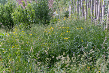 A field of grass with a fence in the background