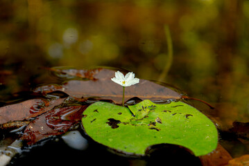 The Pench River flows through Pench Tiger Reserve, providing vital water sources for wildlife and creating a scenic landscape cherished by visitors and conservationists alike.