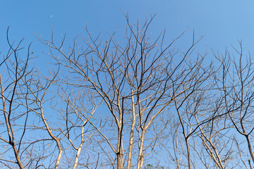 Dry tree branches with clear blue sky background on a hot summer day in Gujrat, India.