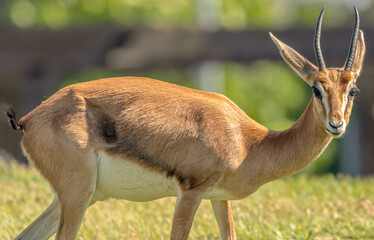 United Arab Emirates - Abu Dhabi - Arabian gazelle (Gazella arabica)
