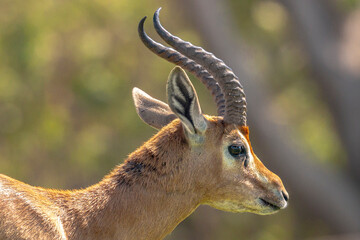 United Arab Emirates - Abu Dhabi - Arabian gazelle (Gazella arabica)