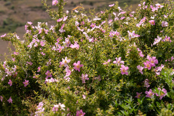 A field of pink flowers with green leaves