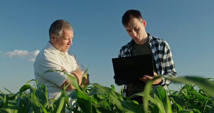 Two farmers of different generations working in a cornfield, using a laptop. Concept of learning and experience transfer