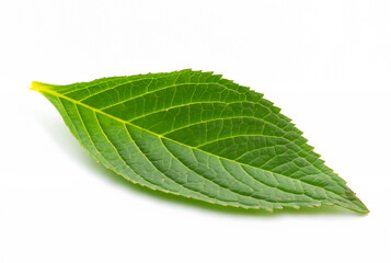 Obraz premium Single Green Leaf on Clean White Background
