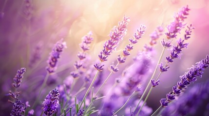Naklejka premium Lavenders Flourished in Summer s Beauty