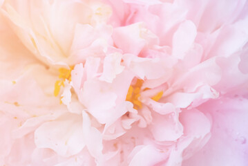 Macro Shot of Pink Roses, Elegant Floral Abstract