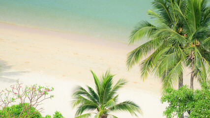 Fototapeta premium beautiful beach with palm tree and white sand in summertime
