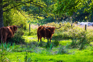 Vaches de race écossaises Highland, caractérisées par ses poils longs et une paire de longues...