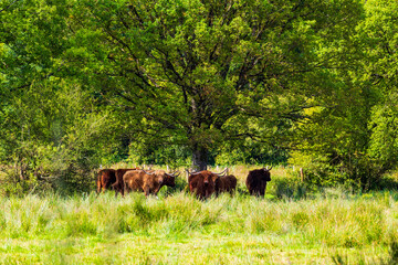 Vaches de race écossaises Highland, caractérisées par ses poils longs et une paire de longues cornes, dans le marais du Grand Hazé, espace naturel sensible classé Natura 2000 à Briouze