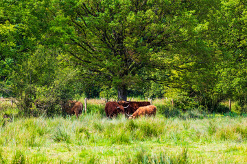 Obraz premium Vaches de race écossaises Highland, caractérisées par ses poils longs et une paire de longues cornes, dans le marais du Grand Hazé, espace naturel sensible classé Natura 2000 à Briouze