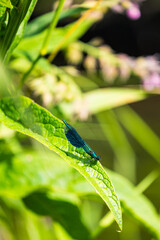 Caloptéryx vierge (Calopteryx virgo) sur une feuille dans le marais du Grand Hazé, espace naturel sensible classé Natura 2000 à Briouze