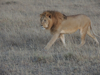 Lions male 