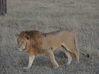 Naklejka premium Lions male 