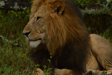 Lions male 
