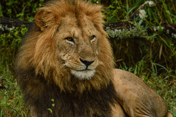 Fototapeta premium Lions male 