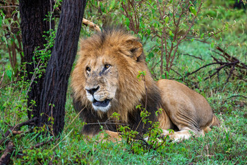 Lions male 
