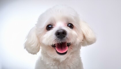 Obraz premium 웃는 강아지