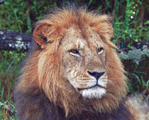 Lions male 