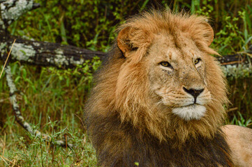 Fototapeta premium Lions male 
