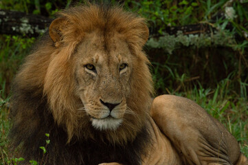 Lions male 