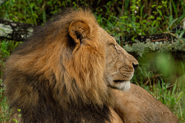 Lions male 