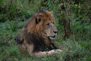 Lions male 
