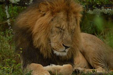 Lions male 