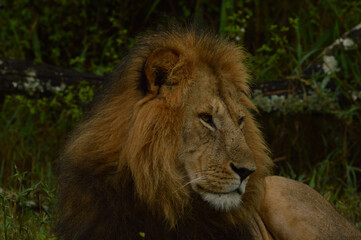 Lions male 