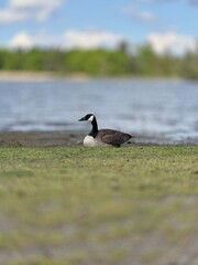 Goose lying on beach