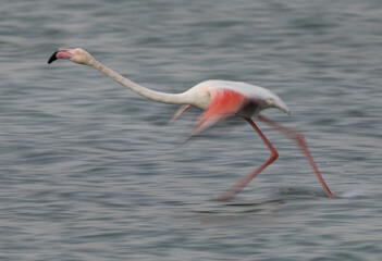 Motion blur image of Greater Flamingos takeoff at Mameer coast in the morning, Bahrain