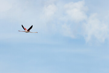 Greater Flamingo flying at Mameer coast in the morning, Bahrain