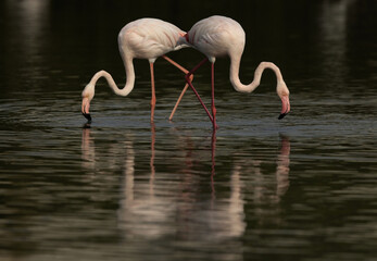 A pair of Greater Flamingos feeding at Tubli bay in the morning, Bahrain