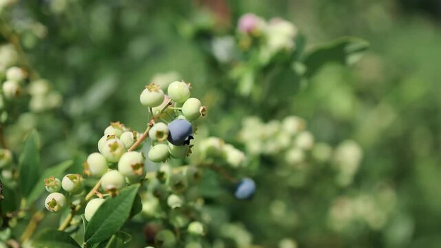 Blueberries ripen in summer garden, Vaccinium angustifolium organic blueberry produce. Northern blueberry or sweet hurts (Vaccinium boreale) cultivated at bio farm