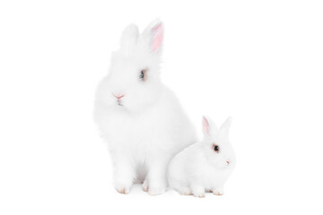 Obraz premium Mother rabbit and baby bunny isolated on white