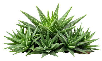 Fototapeta premium Cluster of Aloe Vera Plants