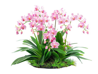 Fototapeta premium Orchid Plant with Cascading Flowers