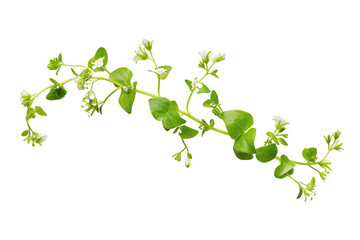 Curled Green Stems with White Flowers