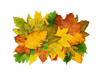 Autumn leaves for rectangle backdrop or card isolated on white or transparent background
