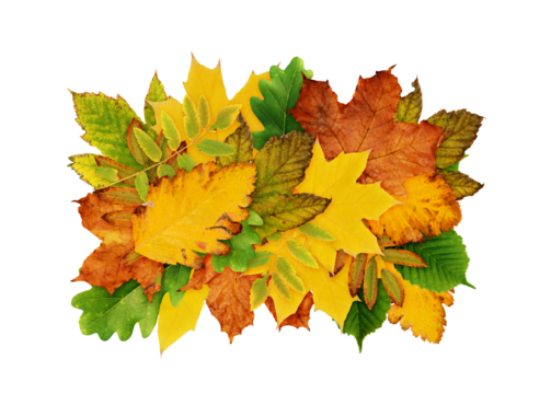 Autumn leaves for rectangle backdrop or card isolated on white or transparent background