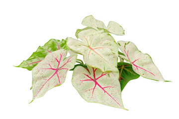 White Caladium Leaves with Red Speckles