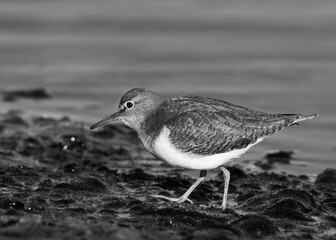 Closeup of a Little Stint during low tide at Tubli bay feeding, Bahrain