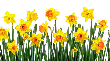 Obraz premium Field of Yellow Daffodils with Orange Centers