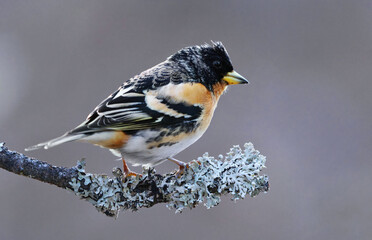Brambling (Fringilla montifringilla) male perched on a branch in spring.	
