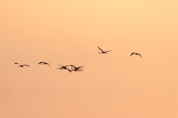 A flock of flamingos at sunset in golden light in the water of the Etang de Perols near Montpellier